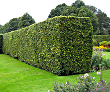 Hedge