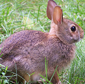 Young Rabbit